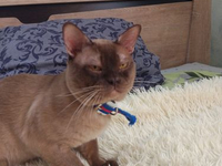 КОТЫ БУРМАНСКАЯ MALE BURMESE