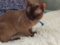 КОТЫ БУРМАНСКАЯ MALE BURMESE