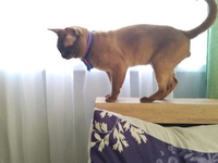 КОТЫ БУРМАНСКАЯ MALE BURMESE