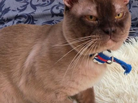 КОТЫ БУРМАНСКАЯ MALE BURMESE