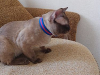 КОТЫ БУРМАНСКАЯ MALE BURMESE