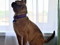 КОТЫ БУРМАНСКАЯ MALE BURMESE